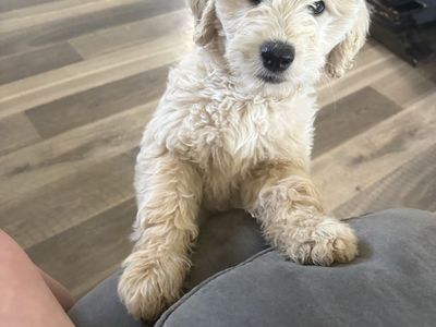Trained Mini Goldendoodle Puppy - Crate & Potty Trained, Vaccinated, Socialized