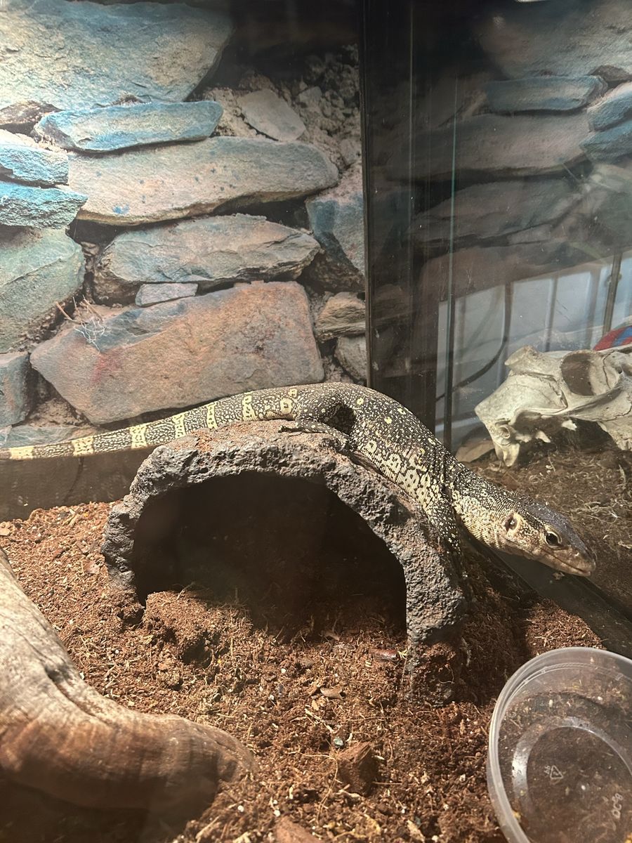Ornate Nile Monitor