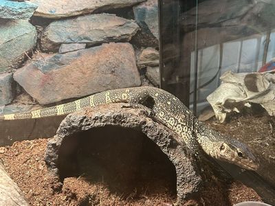 Ornate Nile Monitor