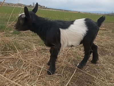 ADGA Nigerian Dwarf Buckling (Bottle Baby)
