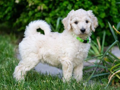 AKC Standard Poodle Puppies White