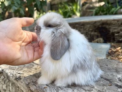 Show Holland Lop Buck