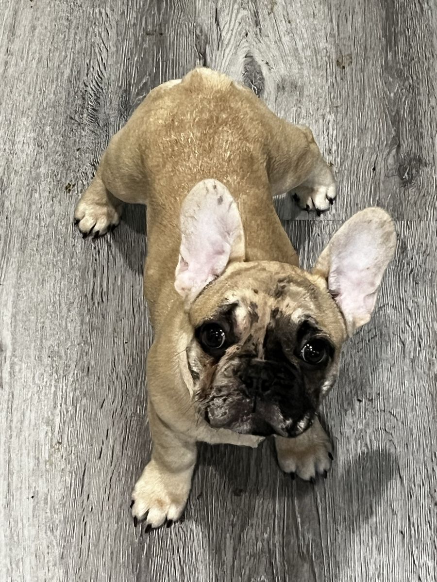 AKC FRENCH BULLDOG