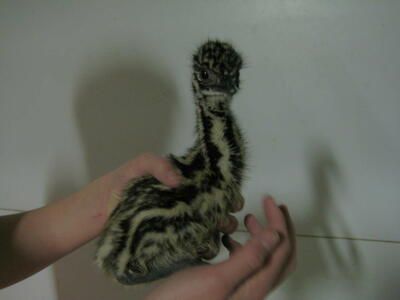 Baby Emus