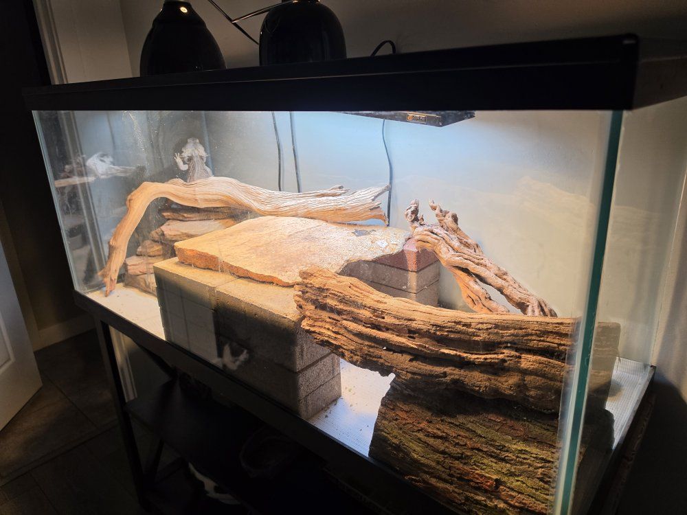 Adult male bearded dragon