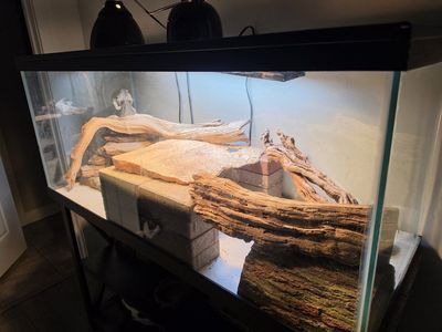 Adult male bearded dragon