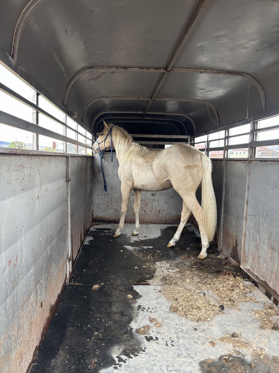 2yr old grade gelding