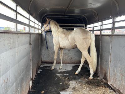 2yr old grade gelding