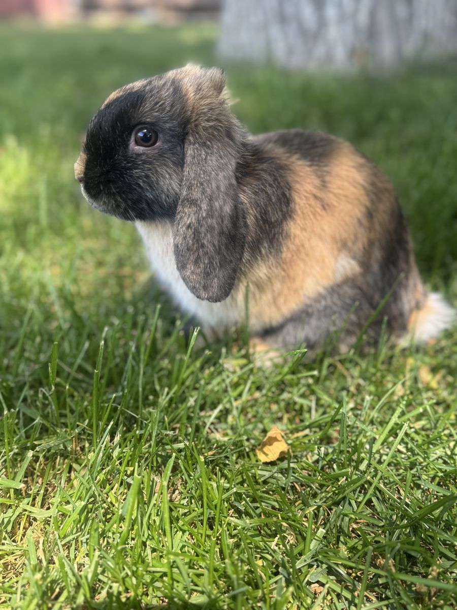 Harlequin Holland Lop Rabbit