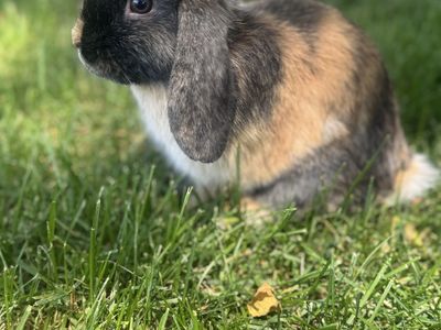 Harlequin Holland Lop Rabbit
