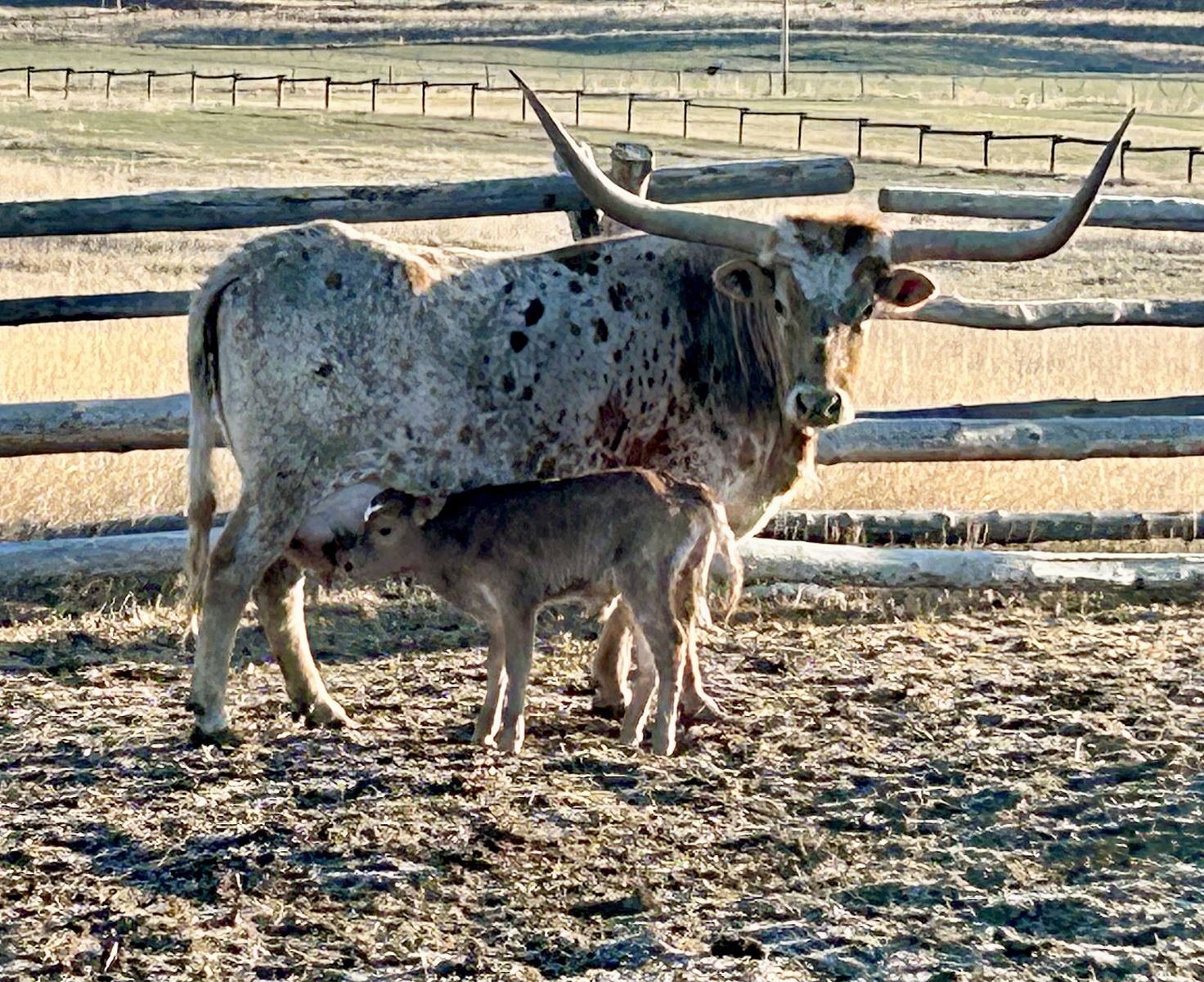 Longhorn Cow w/ bull Calf at Side