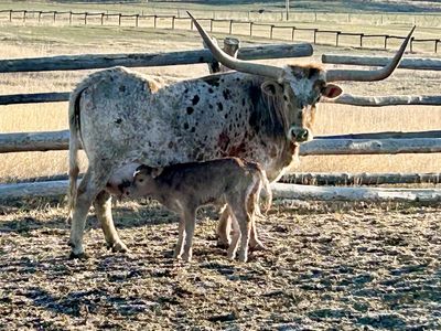 Longhorn Cow w/ bull Calf at Side
