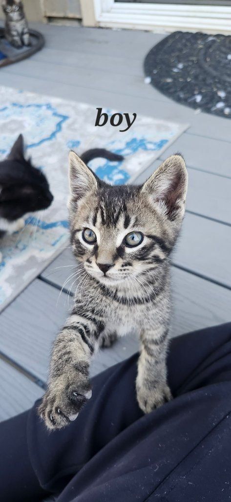 3 Adorable kittens