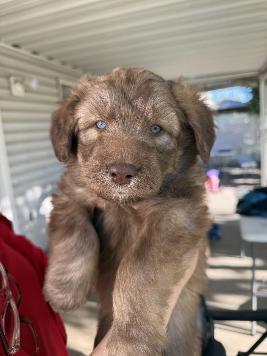 MalaDoole Puppies