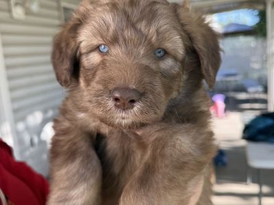 MalaDoole Puppies