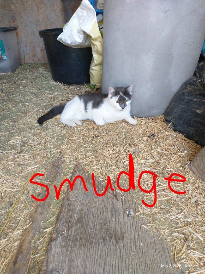 Cats for sale