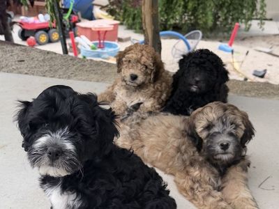 Non-shedding, hypoallergenic mix breed, momma cockapoo & daddy bernadoodle.