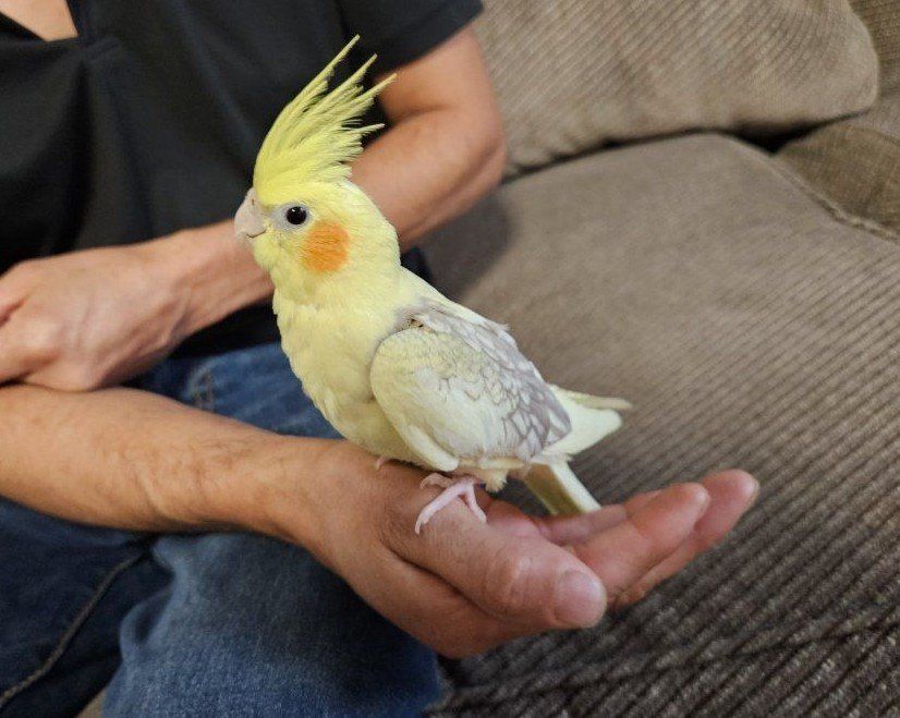 Tame Baby Pied Lutino Cockatiel 