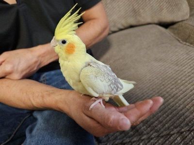 Tame Baby Pied Lutino Cockatiel