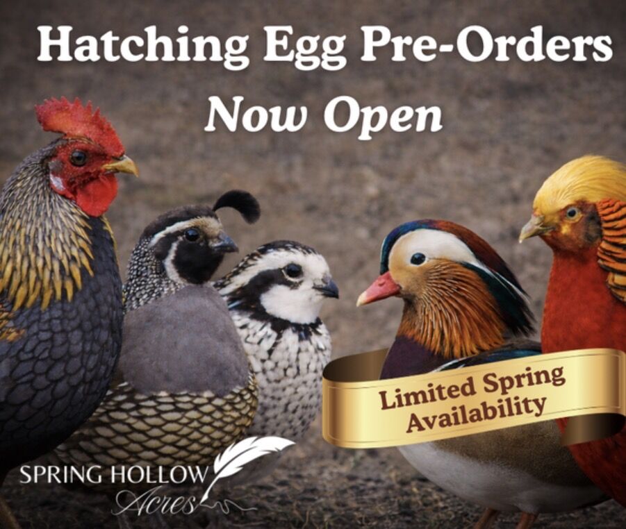 Hatching Egg Pre Order for Spring Hollow Acres