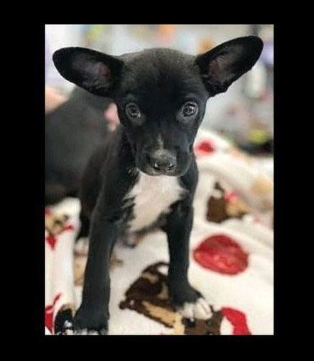 Cutest Border Collie/ 
American Terrier Mix 
*Happy, Healthy Puppies 
Needing A Forever Home*
***All Females***