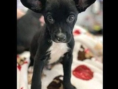 Cutest Border Collie/
American Terrier Mix
*Happy, Healthy Puppies
Needing A Forever Home*
***All Females***