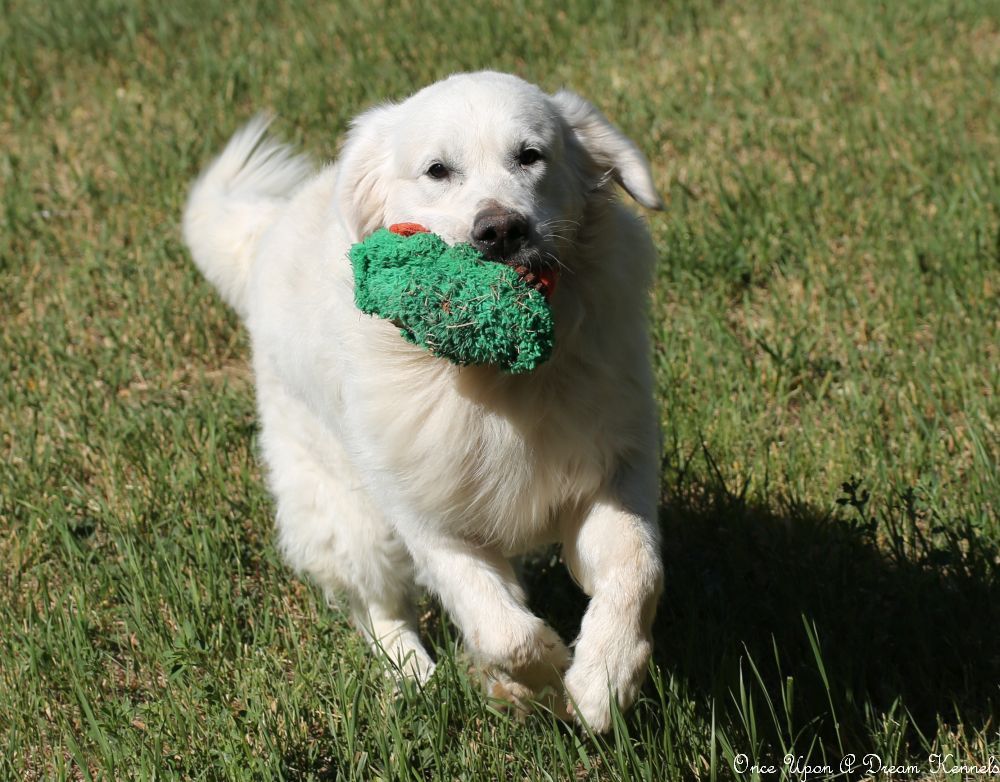 Beautiful, sweet, well trained golden retriever male!