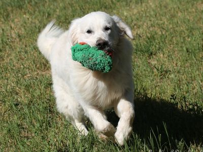 Beautiful, sweet, well trained golden retriever male!