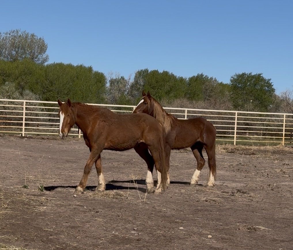3 & 5-Year-Old Geldings – Trade Preferred