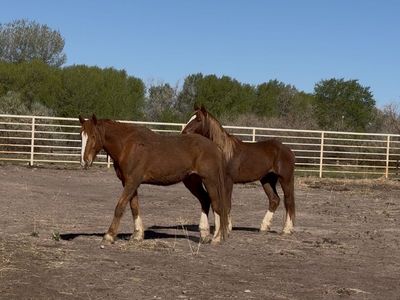 3 & 5-Year-Old Geldings – Trade Preferred