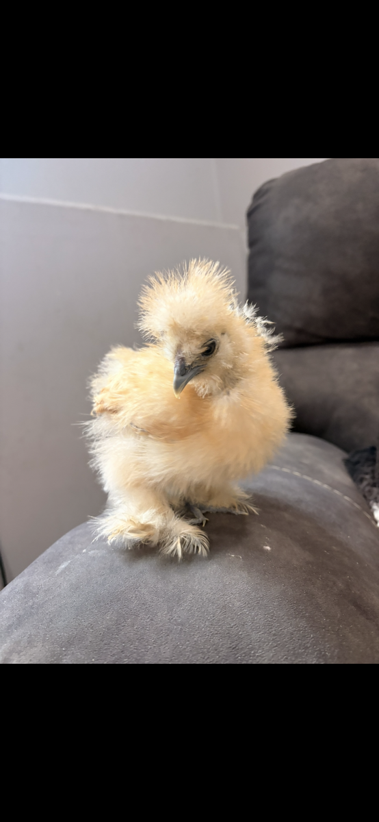 Silkies and a Mille fluer d’uccle