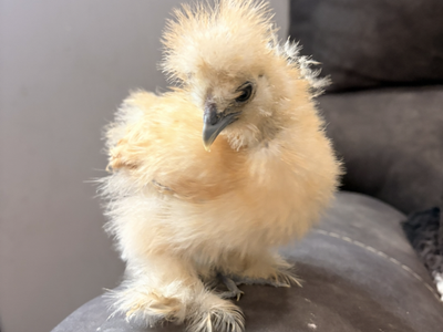 Silkies and a Mille fluer d’uccle