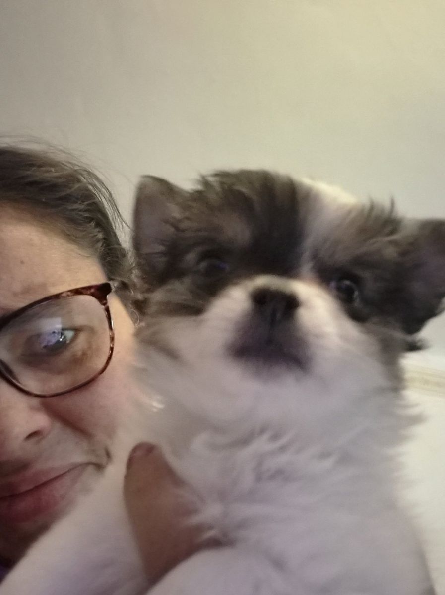 Male purebred long haired miniature chihuahua