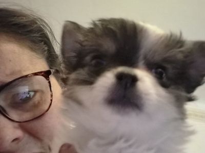Male purebred long haired miniature chihuahua