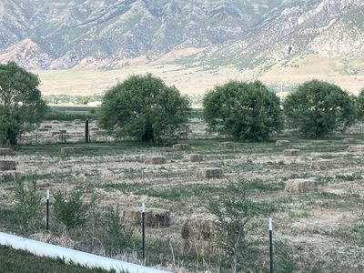 Hay for sale