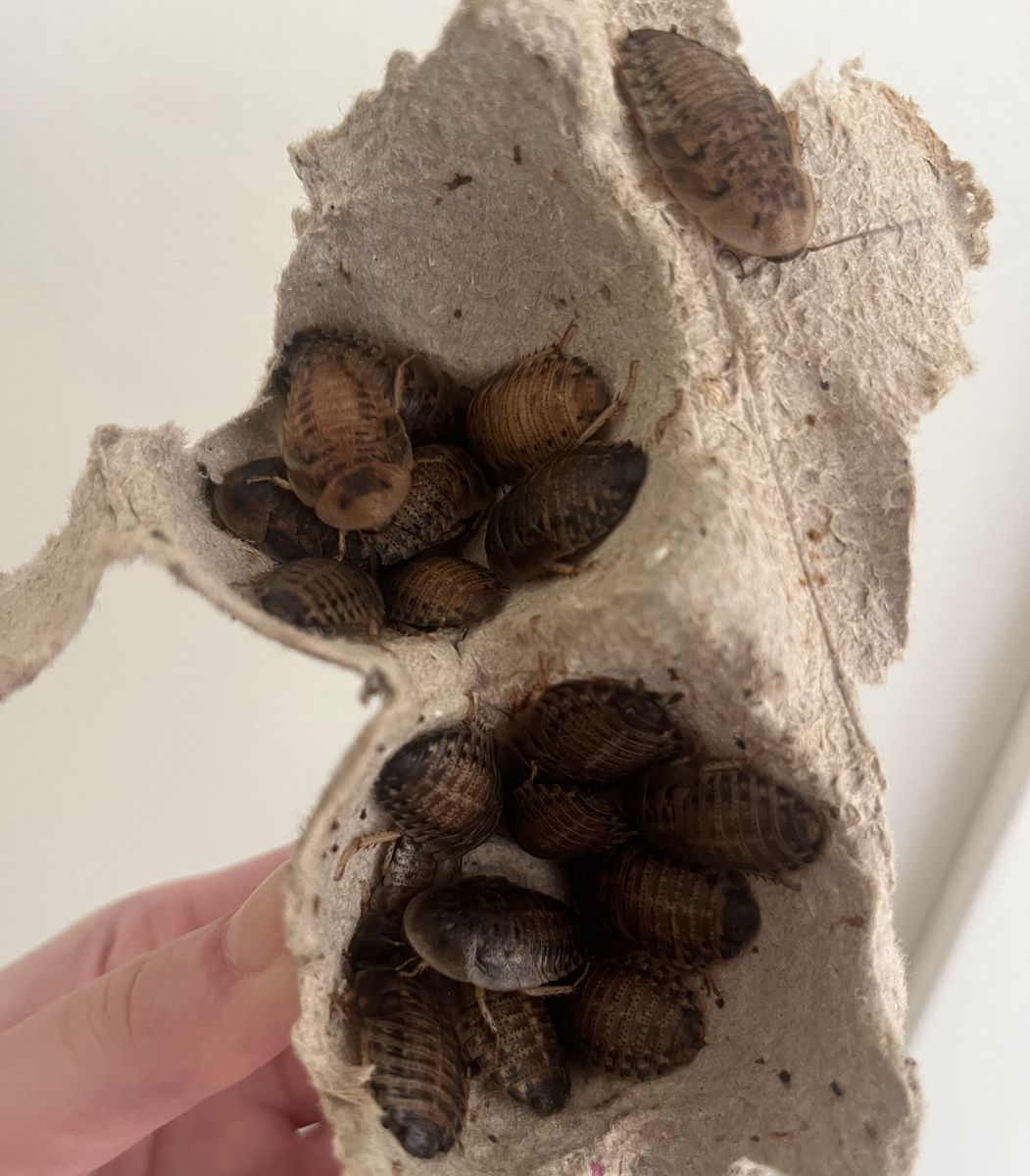 Dubia Roaches(feeder insects for reptiles and other animals)