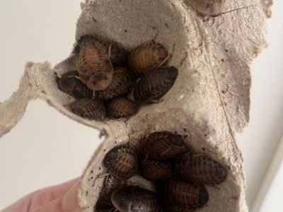 Dubia Roaches(feeder insects for reptiles and other animals)