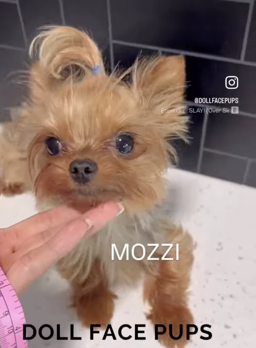 Doll Face Pups - Mozzi at Stud
