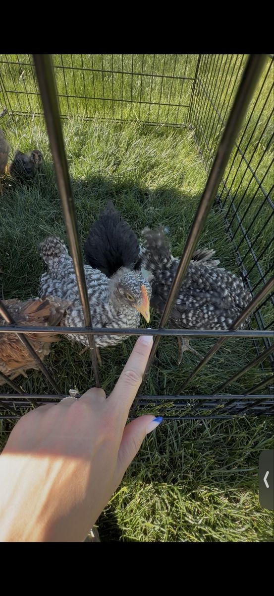 Barred Plymouth Rock Cockerel - 5-6 Weeks Old, Healthy & Happy