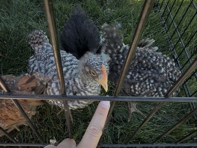 Barred Plymouth Rock Cockerel - 5-6 Weeks Old, Healthy & Happy