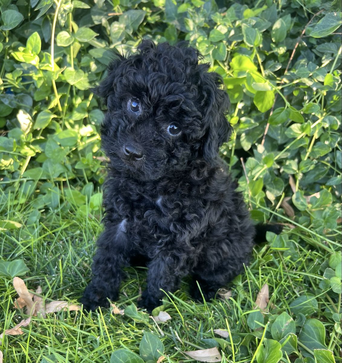 Male Toy Poodle