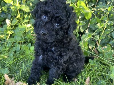 Male Toy Poodle