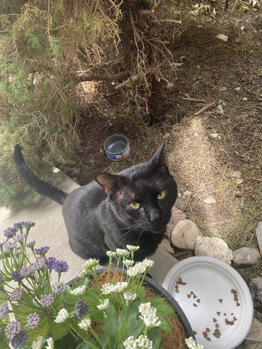 Beautiful shiny black male Cat 