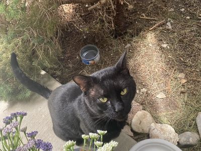 Beautiful shiny black male Cat
