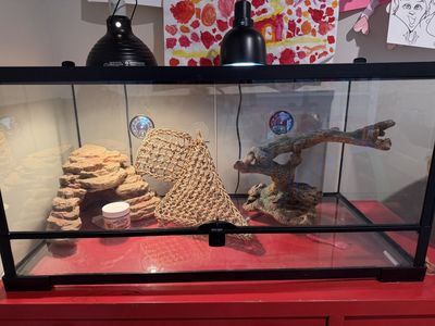 40 gallon reptile tank with habitat