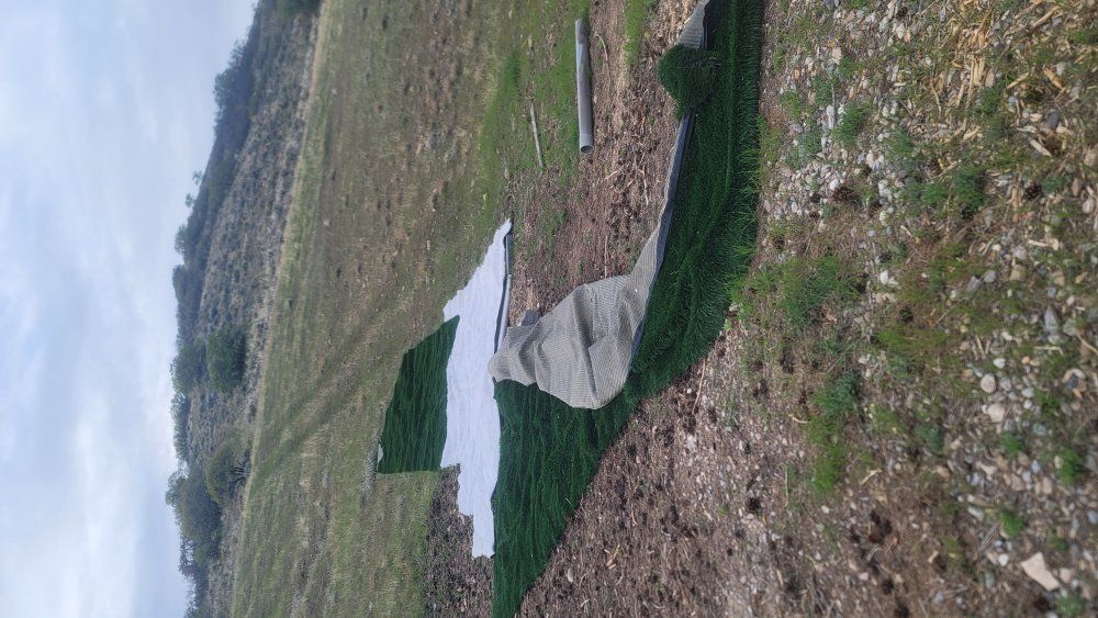 Artificial Turf free