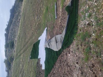 Artificial Turf free