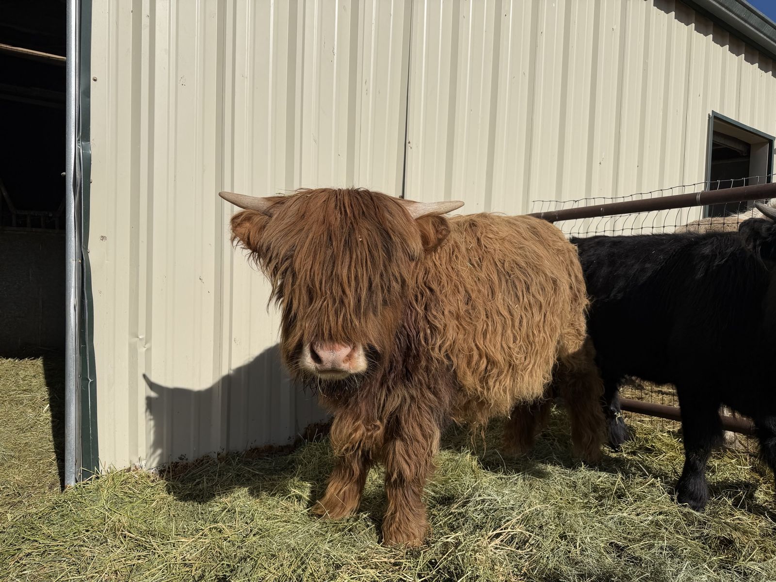 Yearling Brindle Highland Bull