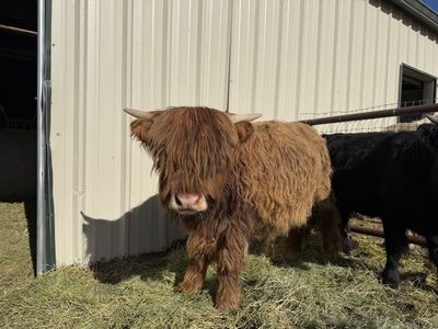 Yearling Brindle Highland Bull