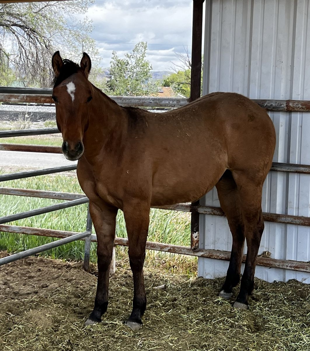 AQHA Dun Gelding